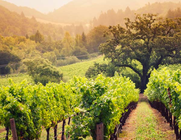¿Qué es la Agricultura Biodinámica?